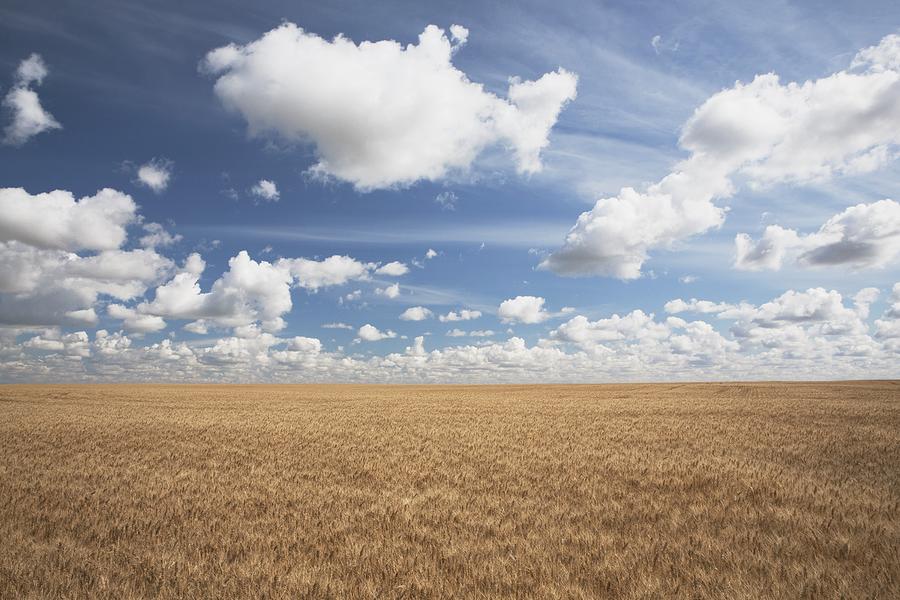 Wheat Field And Clouds In The Sky Photograph by Michael Interisano ...