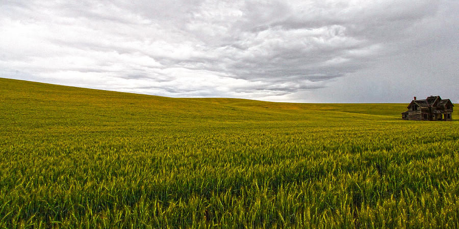 Wheat Field Homestead Photograph by Steve McKinzie