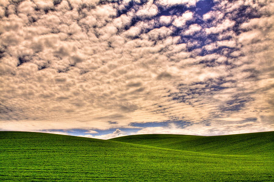 Wheat Field in the Palouse Photograph by David Patterson