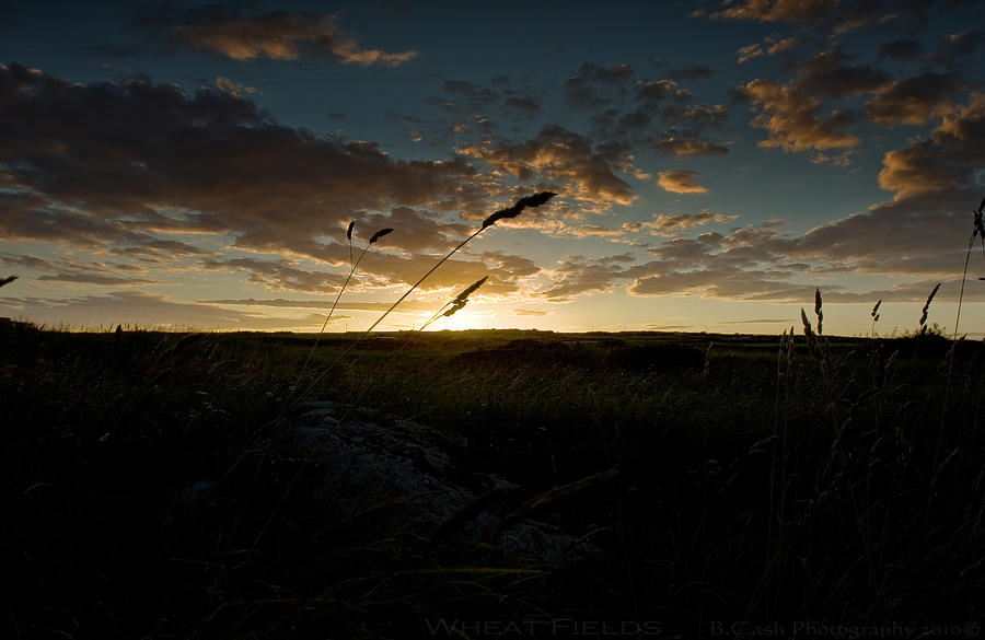 Wheat Fields  Photograph by B Cash