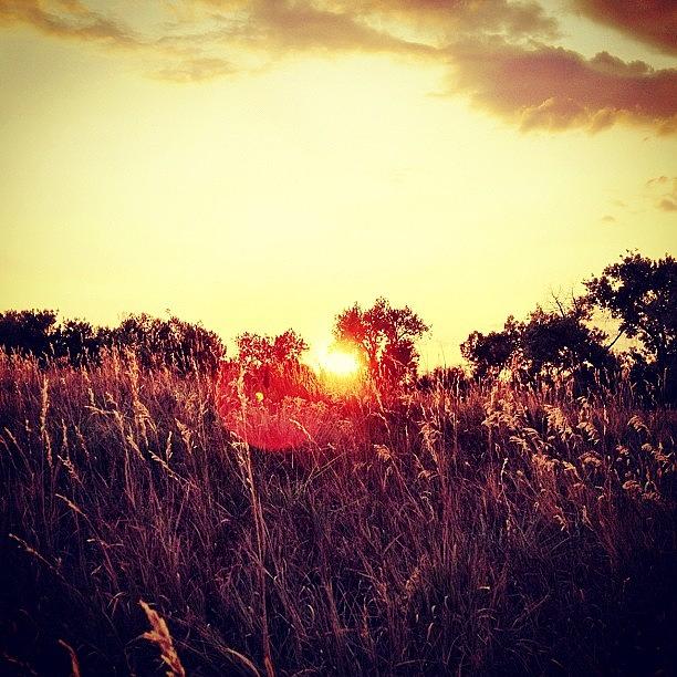 Nature Photograph - #wheat #grass #sunset #sun #sunshine by Luis Pizarro