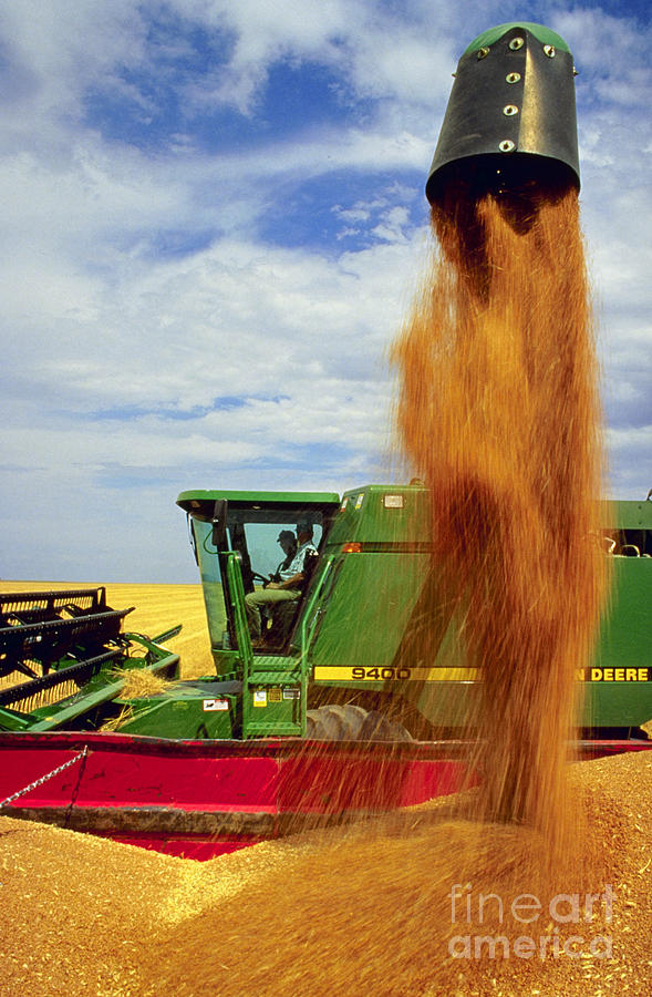 Farm Photograph - Wheat Harvest by Photo Researchers
