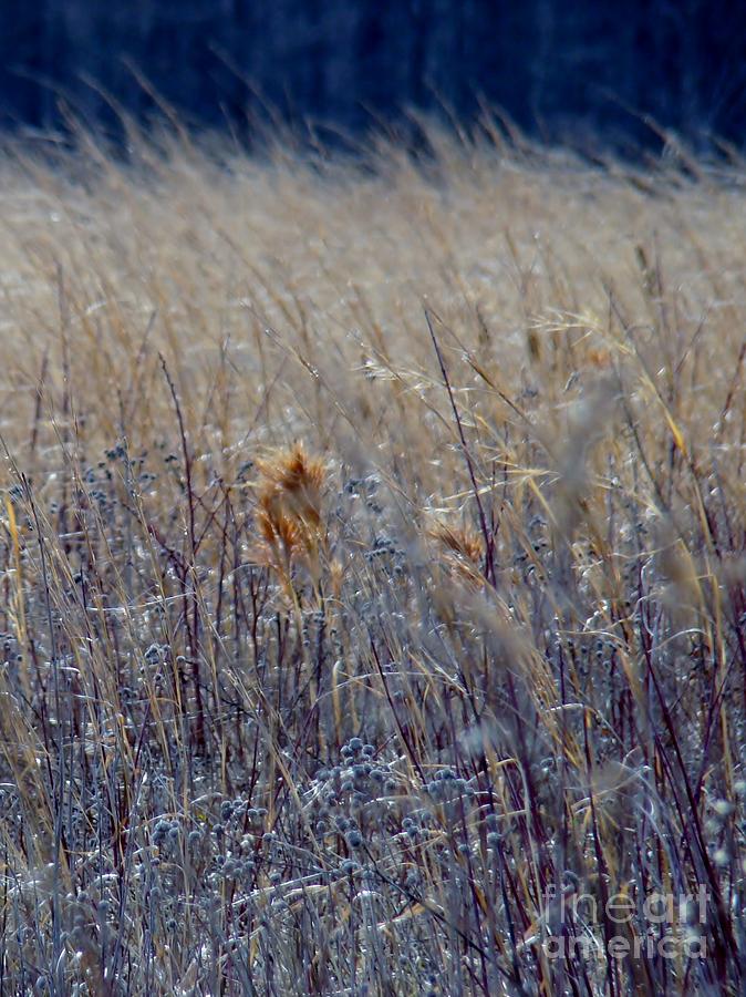 Tree Photograph - Wheat by Art Dingo