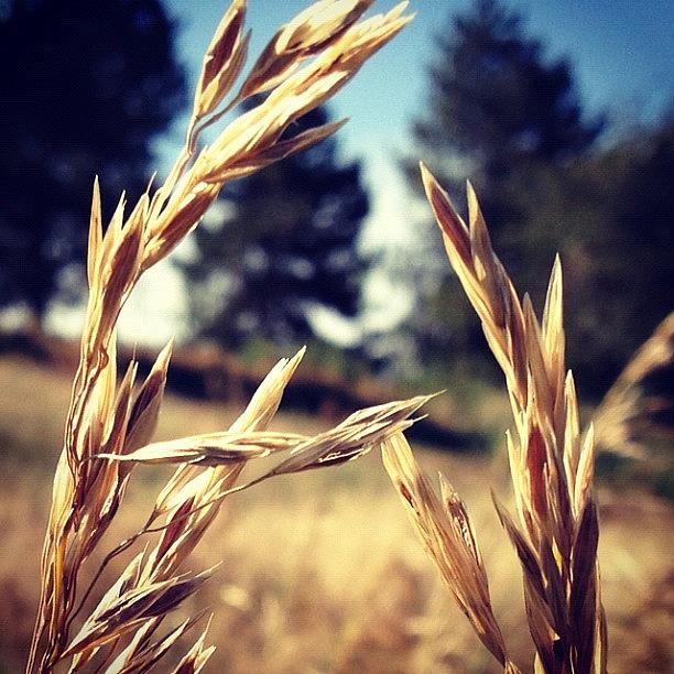 Nature Photograph - #wheat #plants #nature #trees by Luis Pizarro