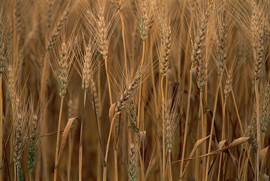 Wheat Triticum Aestivum X Hybrid Photograph by Gerry Ellis