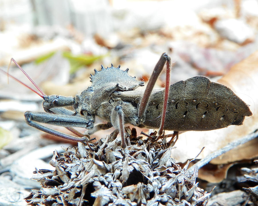 Wheel Bug Photograph by Chad and Stacey Hall