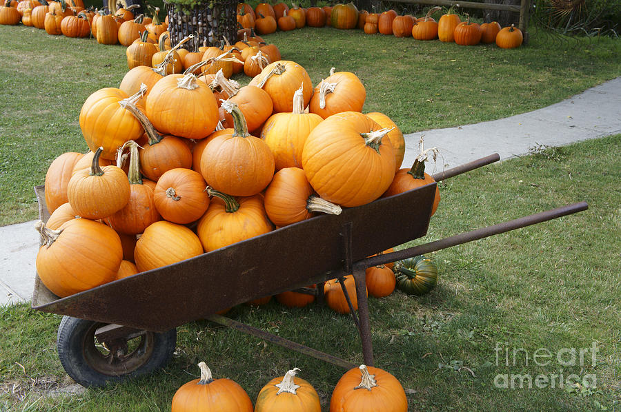Wheelbarrow Full Of Pumpkins Photograph by John  Mitchell