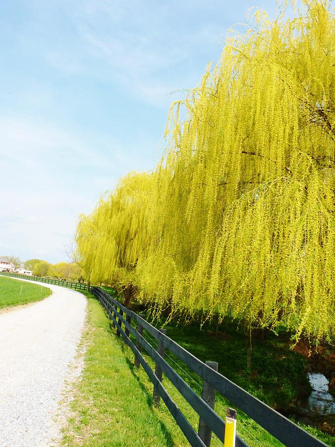 Wheeping Willows along a Lane Photograph by Jeanette Oberholtzer