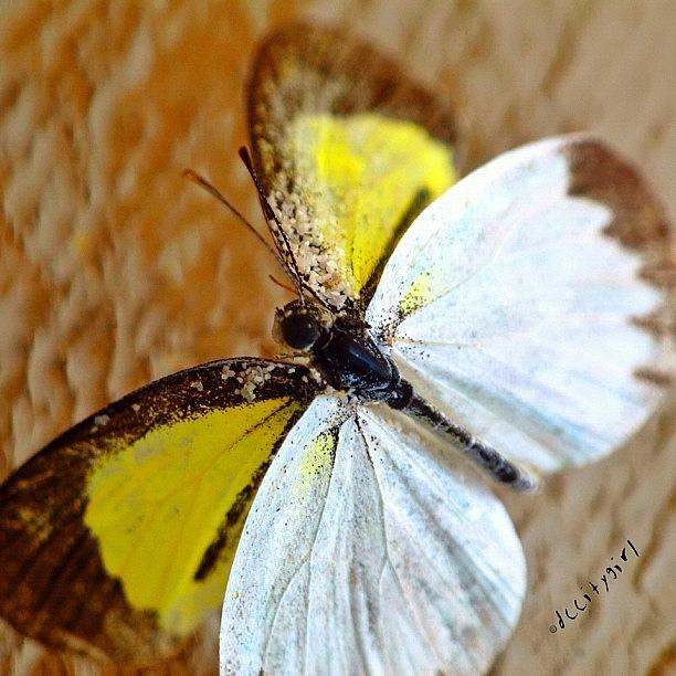 Butterfly Photograph - When I Look Into Your Eyes  I See A by Dccitygirl WDC