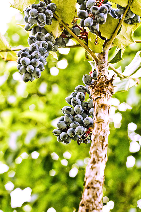 When Life Gives You Grapes Photograph by Kelly Garthwaite Fine Art America