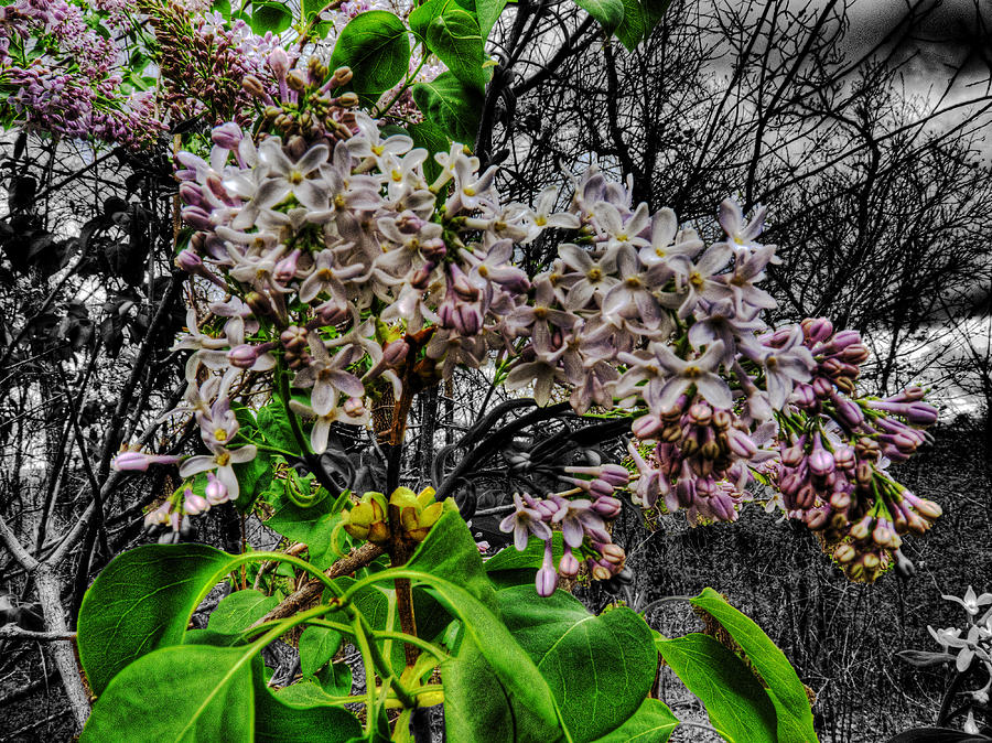 When Lilacs Last in the Dooryard Bloomed Photograph by William Fields