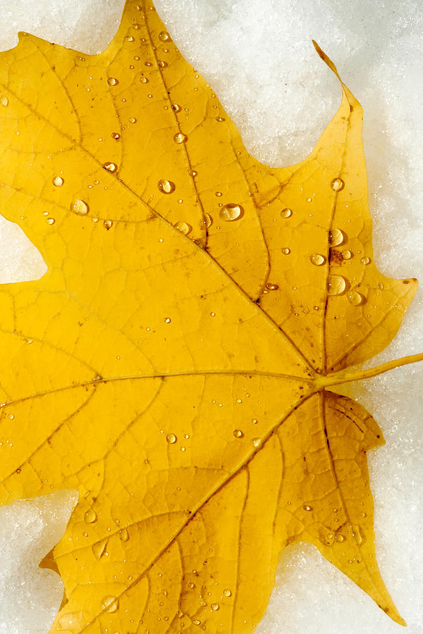 Fall Photograph - When Seasons Meet by Greg Fortier