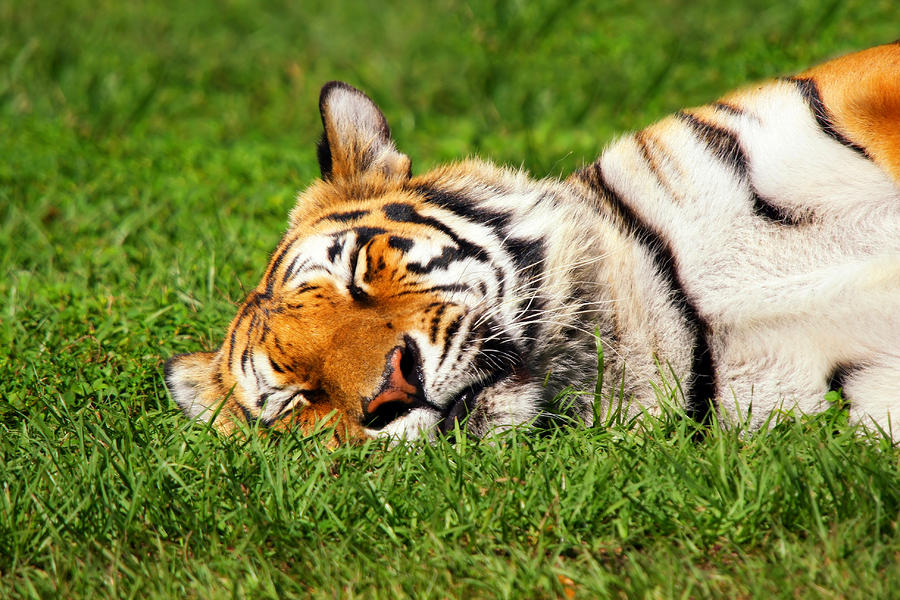 When Tigers Dream Photograph by Joe Myeress