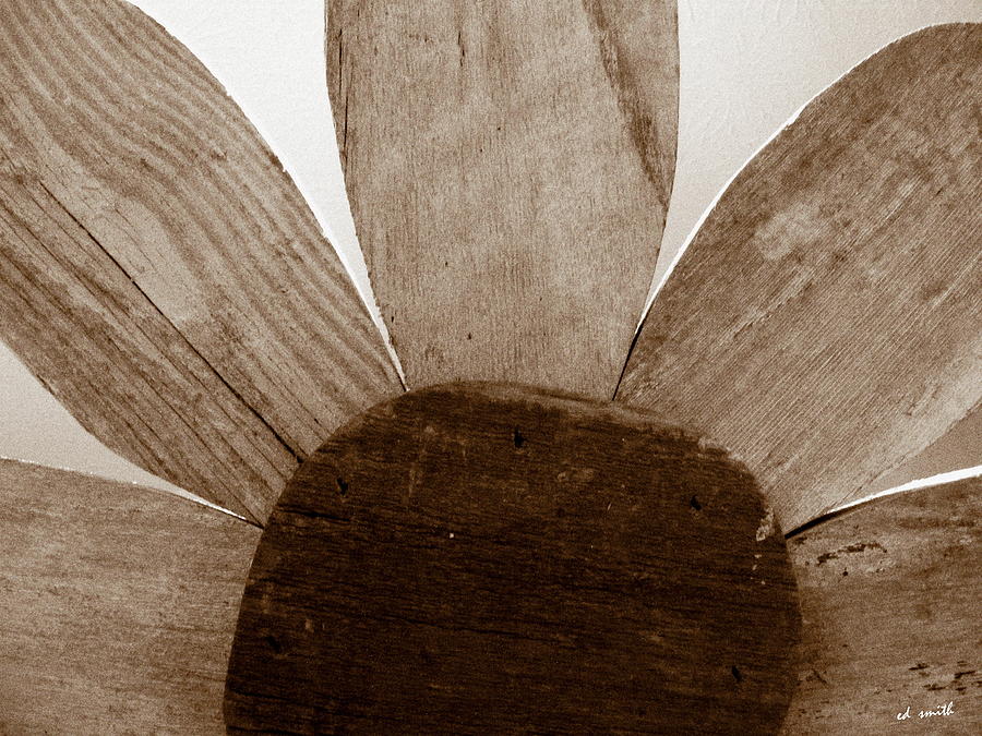 When Wood Flowers Be Brown Photograph by Edward Smith