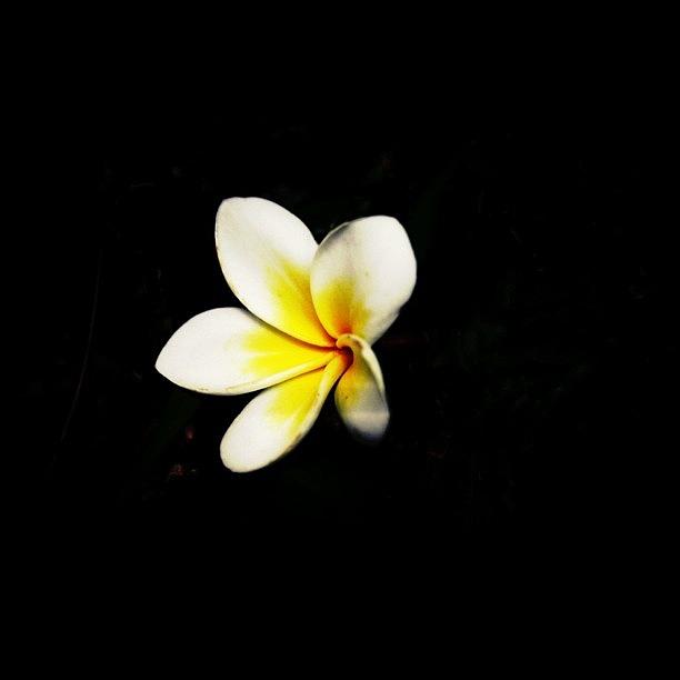 Nature Photograph - When You Shine In The Darkness by The Art.box