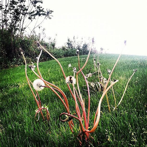 Instagrammer Photograph - Where Dandelions Go To Die by Kerri Lacey