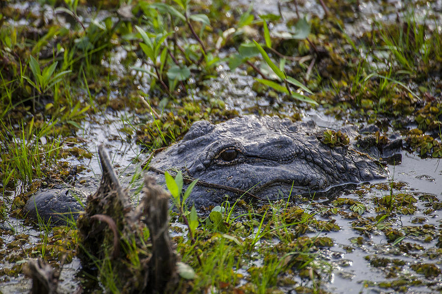 Where is the Gator Photograph by Forest Alan Lee