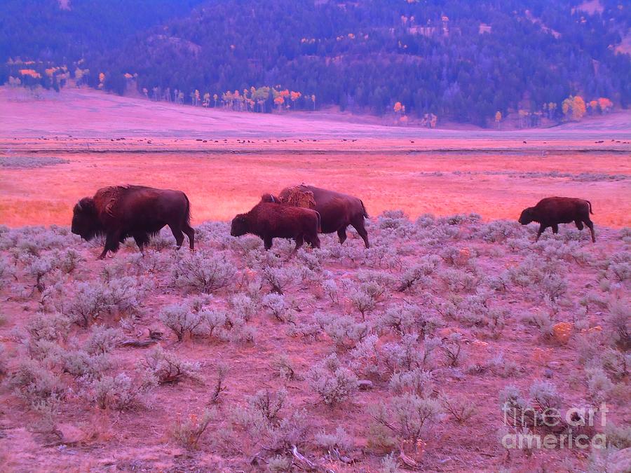Where the Bison Roam Photograph by Ann Johndro-Collins