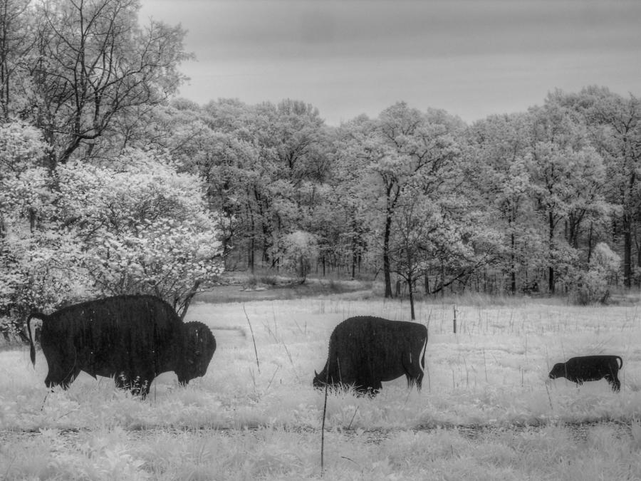 Buffalo Photograph - Where the Buffalo Roam by Jane Linders