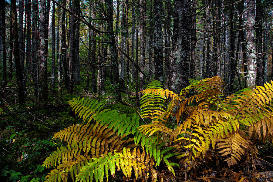 Where the Ferns Grow Photograph by Ronald Lutz