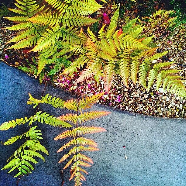 Where The Red Fern Grows Photograph by Katrise Fraund