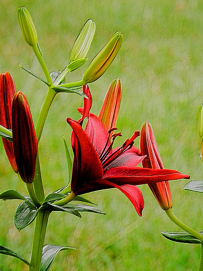 Summer Photograph - Where the Red Lilies Grow by Beth Akerman
