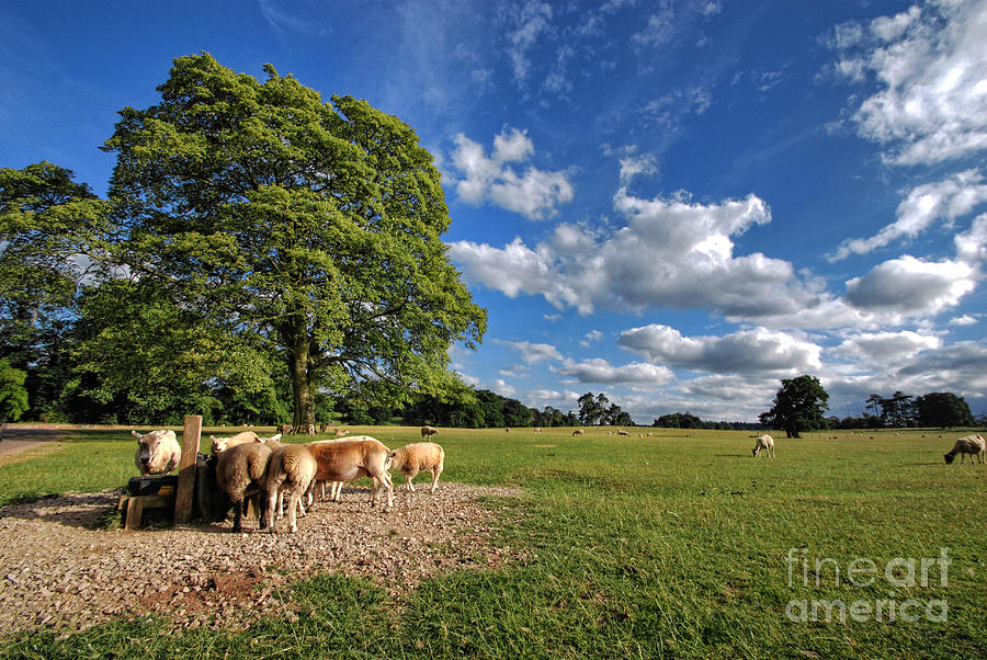 Where The Sheeps Have No Name Photograph by Yhun Suarez