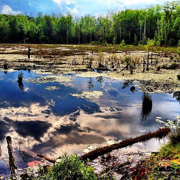Nature Photograph - Where The Swamp Things Are by Tawanda Baitmon