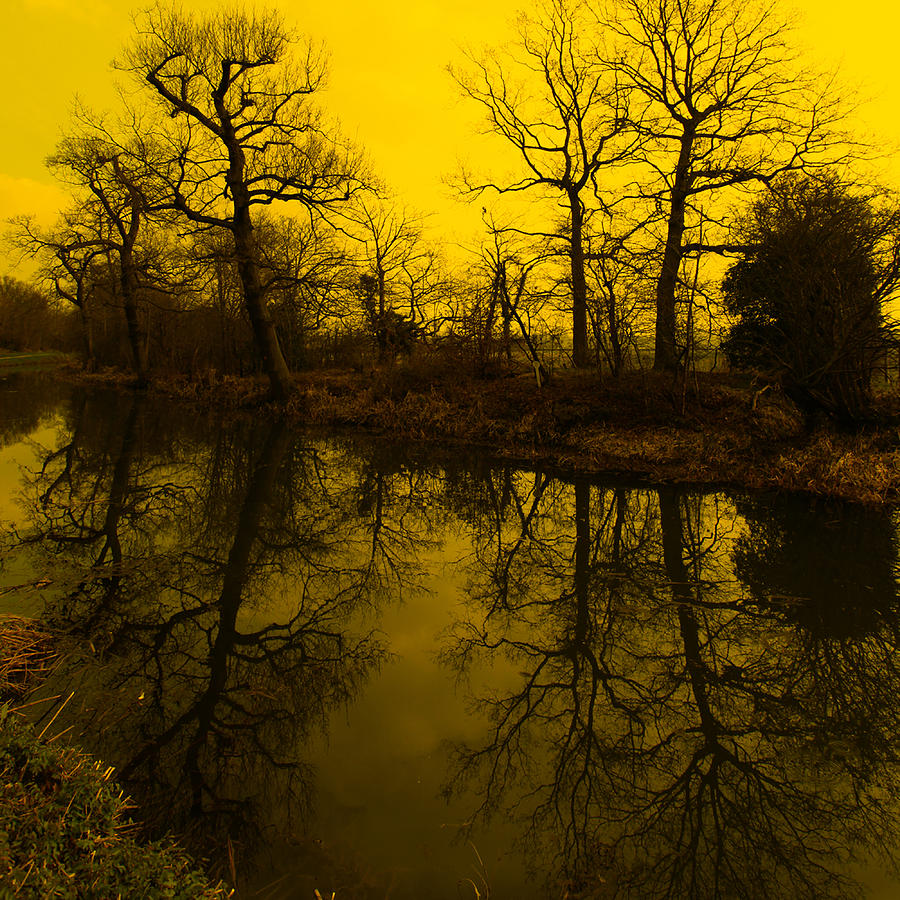 Tree Photograph - Where to next by Martin Crush