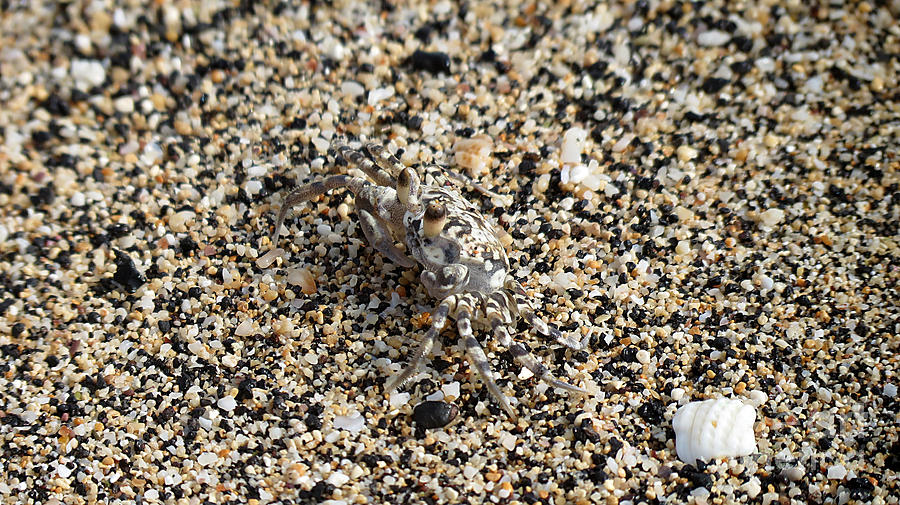 Where's the Crab Photograph by Elizabeth Harshman - Fine Art America