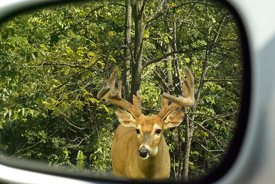 Deer Photograph - While Checking My Settings... by Jack Zulli
