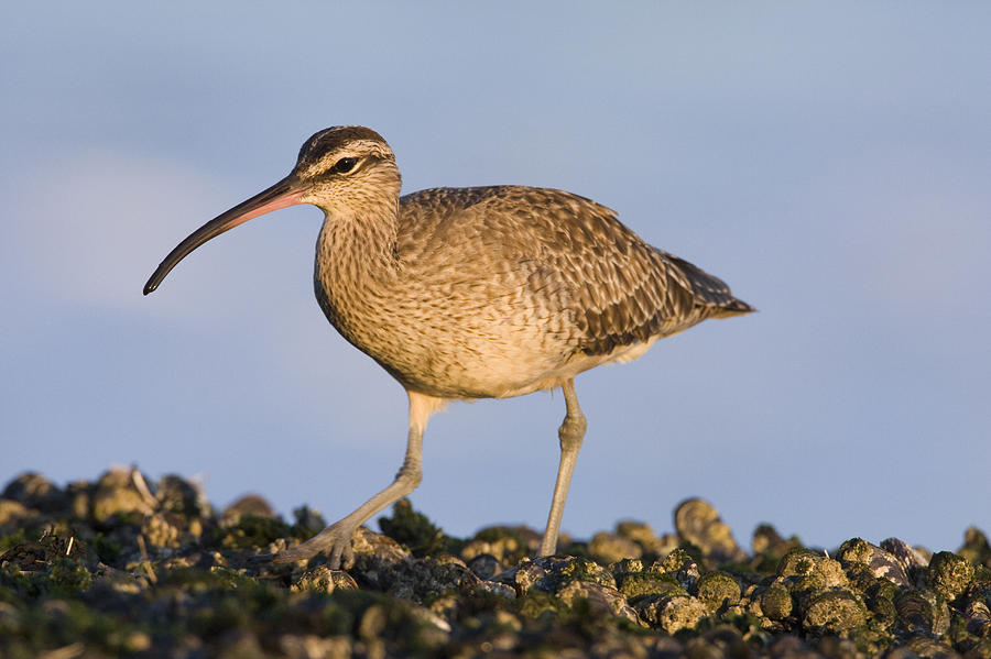 Whimbrel Foraging Natural Bridges State Photograph by Sebastian Kennerknecht