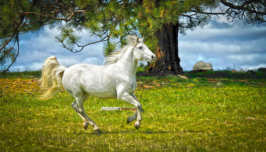 Whimsical Horse Photograph by Steve McKinzie