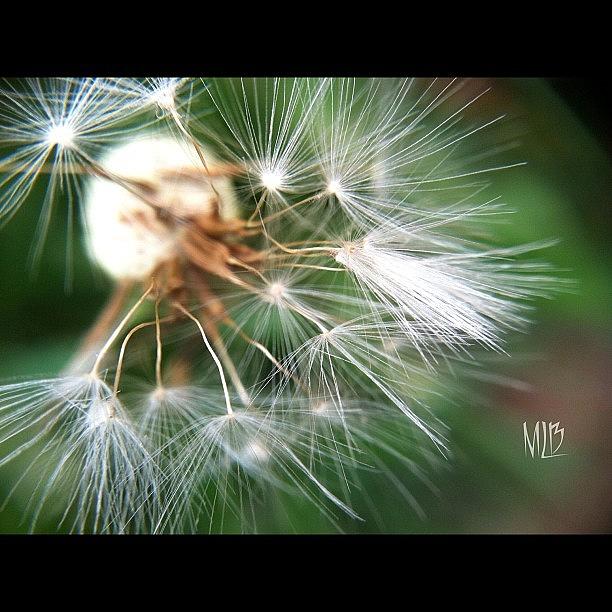 Whimsical Weed Photograph by Michelle Betoni