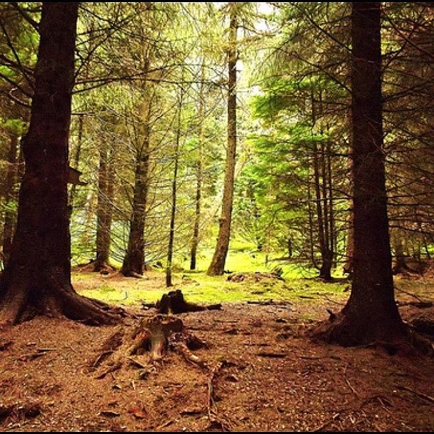 Tree Photograph - Whinlatter Forest by Mike Williams