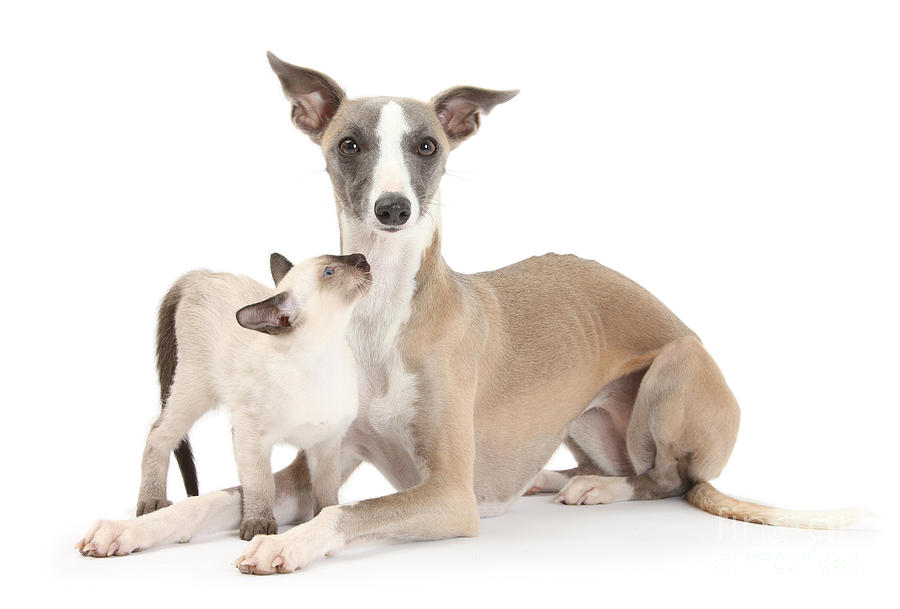 Animal Photograph - Whippet And Siamese Kitten by Mark Taylor