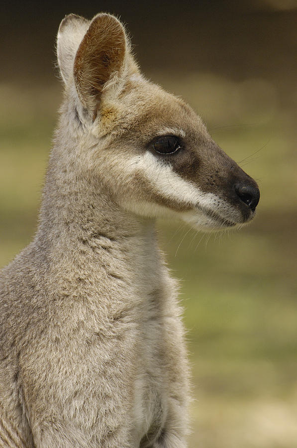 Whiptail Wallaby Macropus Parryi Photograph by Pete Oxford