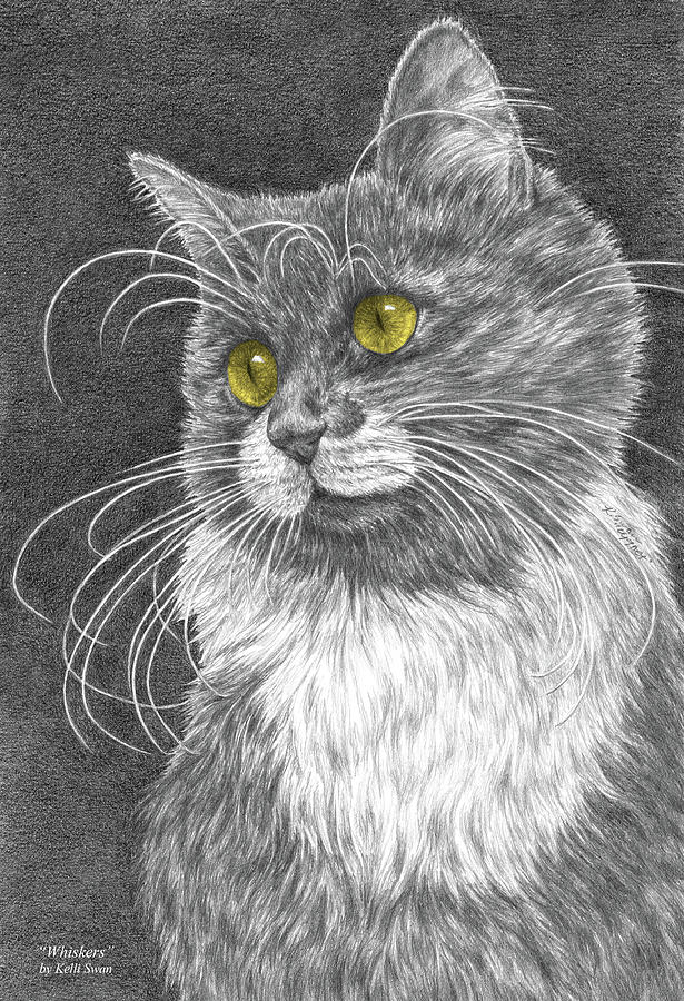 Whiskers - Color Tinted Art Print Drawing by Kelli Swan