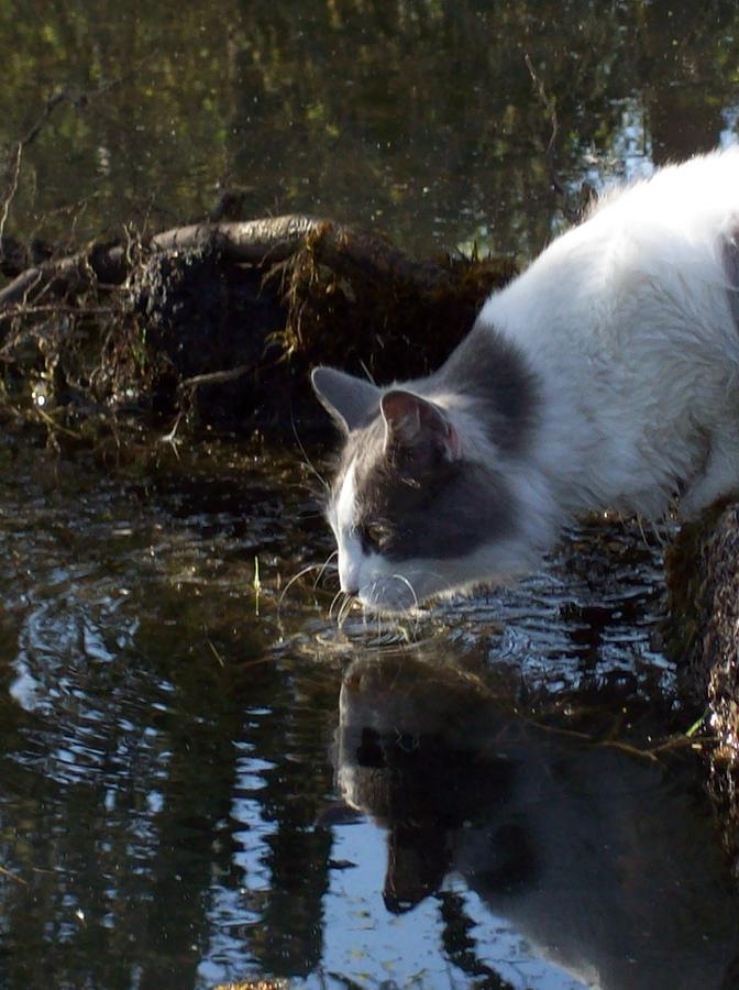 Manx Cat Photograph - Whiskers In The Water by Pamela Roberts-Aue