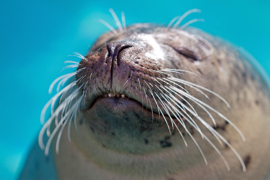 Whiskers Of A Seal Photograph