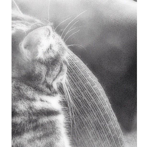 Cat Photograph - Whiskers On Kittens. #implus Don Event by Lisa Worrell