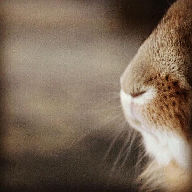Animal Photograph - Whiskers by Sarah Sturgis