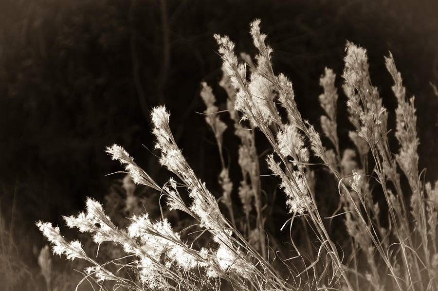 Whisper Gently Photograph by Carolyn Marshall