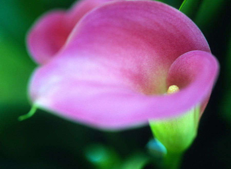 Flower Photograph - Whisper of a Calla by Kathy Yates