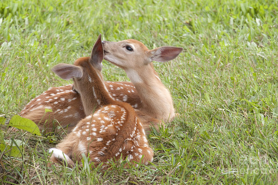 Whispering Fawns Photograph by Jeannette Hunt