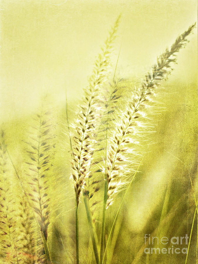 Greenery Photograph - Whispers by Linde Townsend Greenery Photograph - Whispers by Linde Townsend