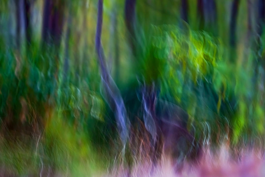 Abstract Photograph - Whispers on the Wind by Michelle Wrighton