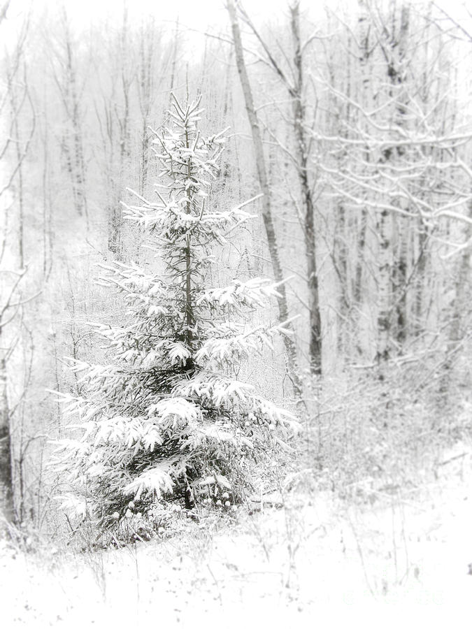 Whispers the Snow Photograph by Angie Rea - Fine Art America