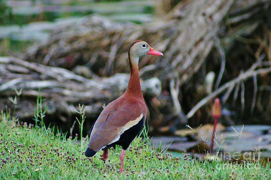 Whistling Duck Pauses Photograph by Lynda Dawson-Youngclaus
