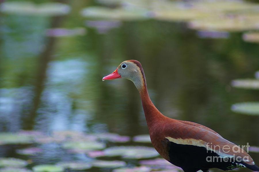 Whistling Duck Portrait Photograph by Lynda Dawson-Youngclaus